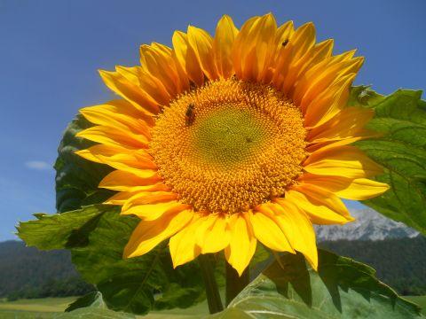 Sonnenblume 1